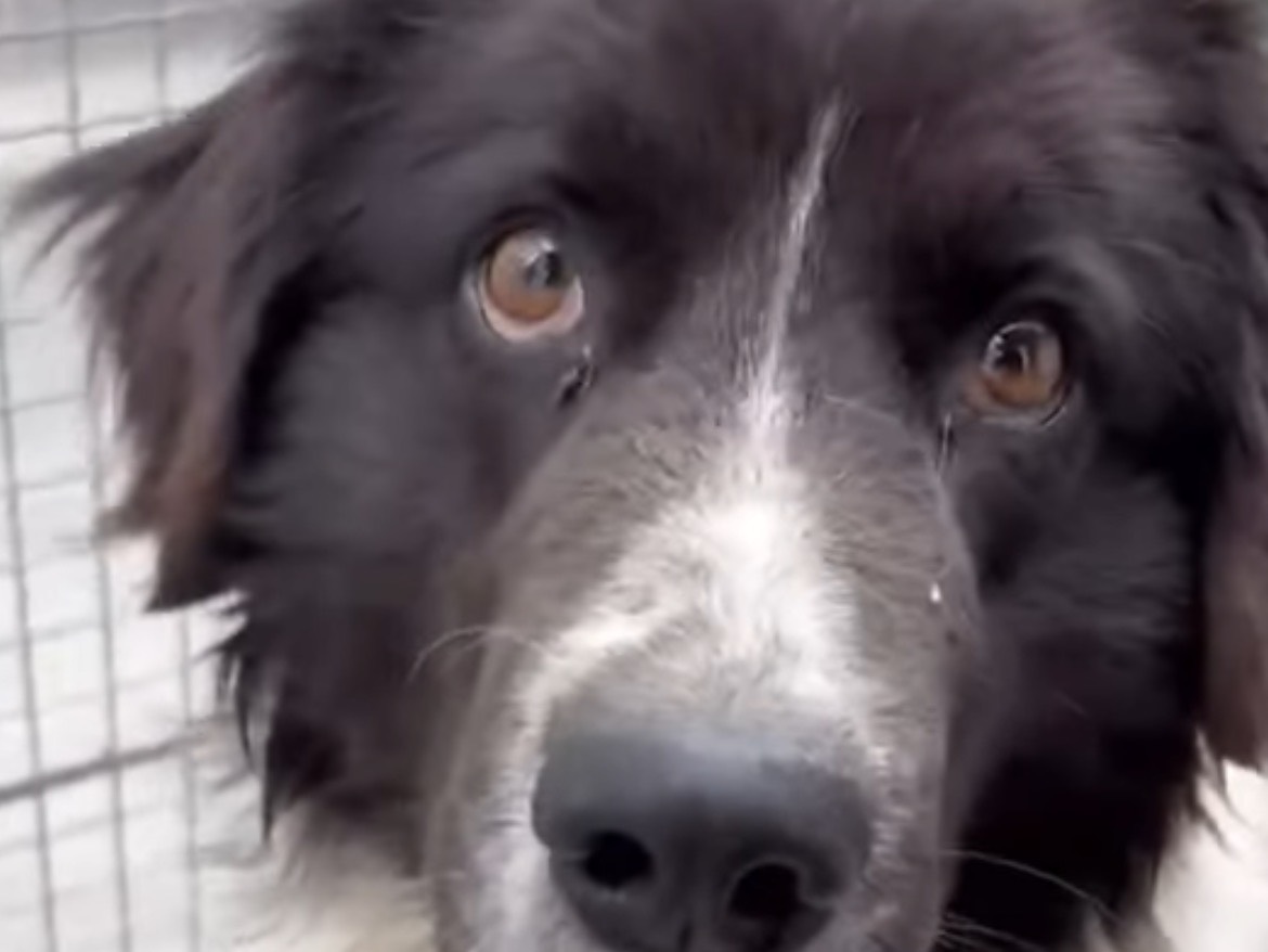 Adotta un cane, maschio, 2 anni, Caserta