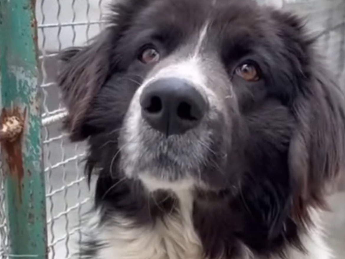 Adozione cane, maschio, Border Collie Pastore maremmano, 2 anni, taglia grande, Caserta