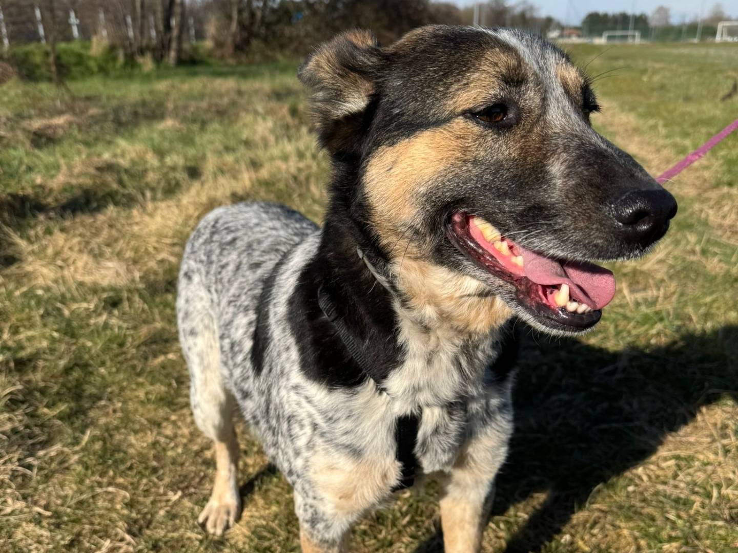 Adozione cane, femmina, Razza sconosciuta Razza sconosciuta, 4 anni, taglia media contenuta, Milano