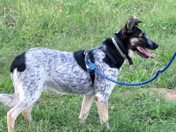 Adotta un cane, femmina, 4 anni, Milano