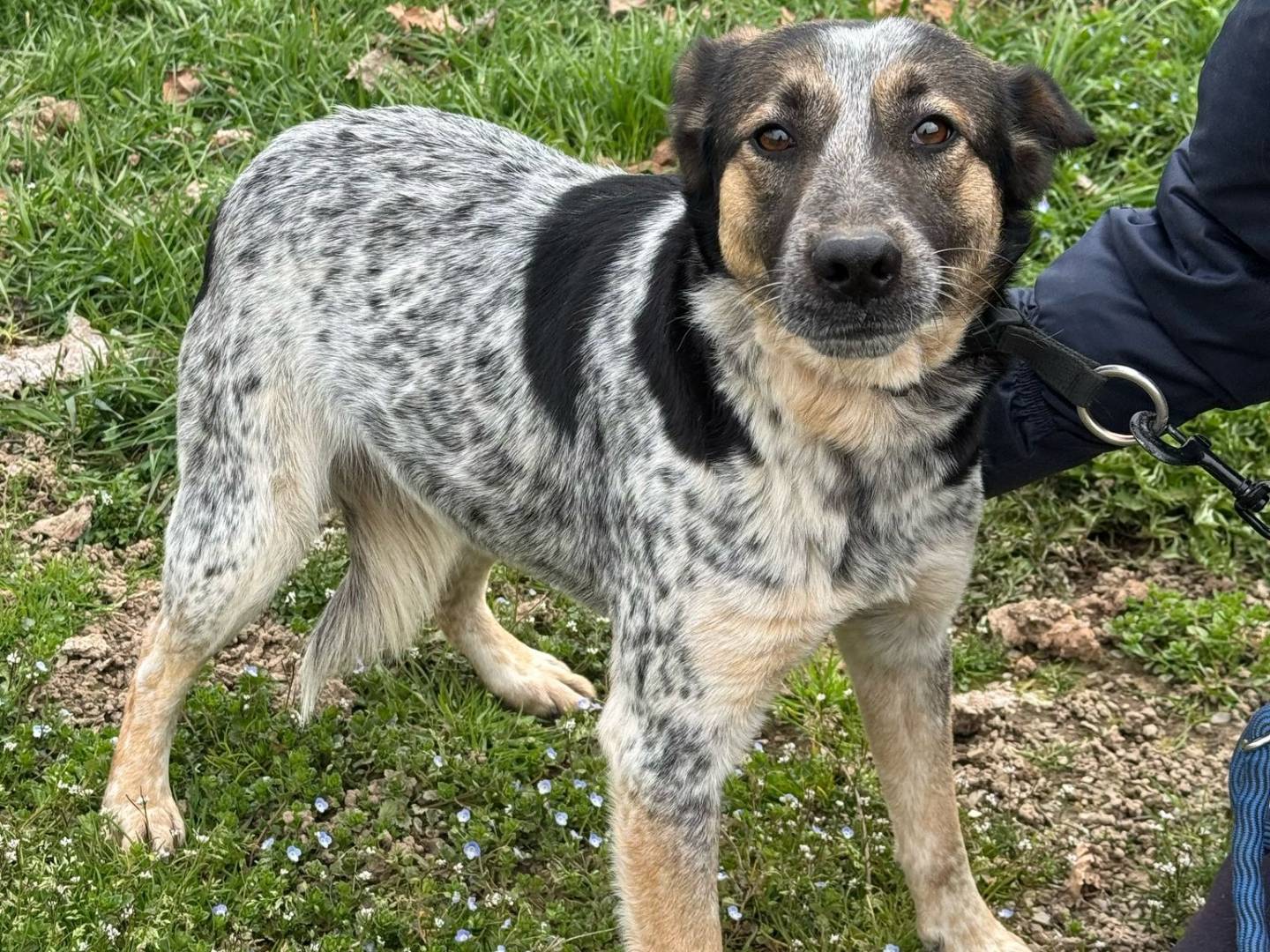 Adotta un cane, taglia media contenuta, femmina, Milano