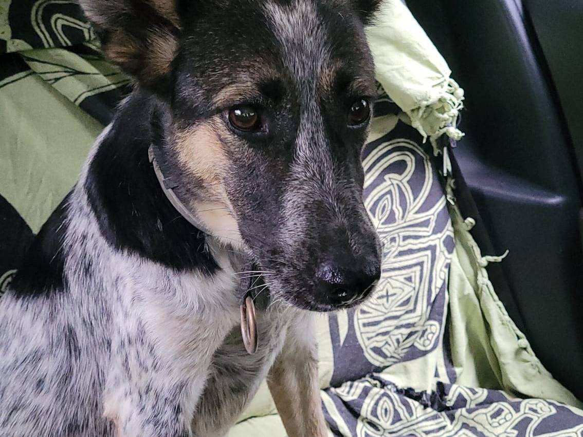 Vuoi adottare un cane a Milano?