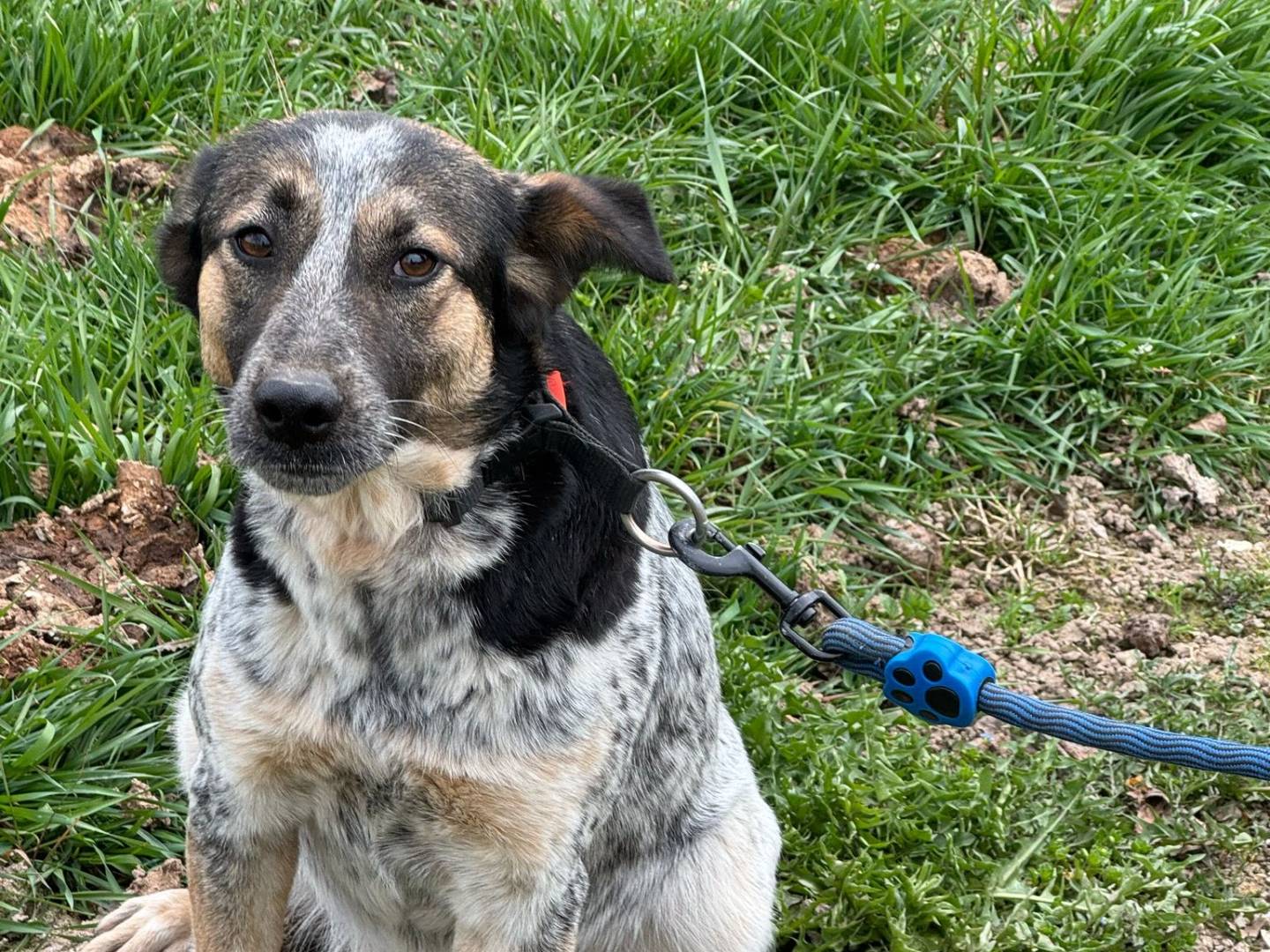 Adotta il cane Divy a Milano