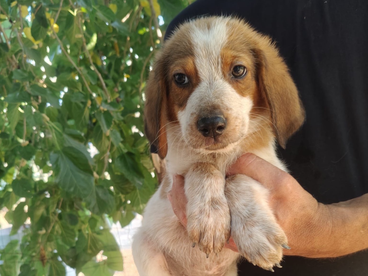 Adotta un cane, maschio, 2 mesi, Crotone