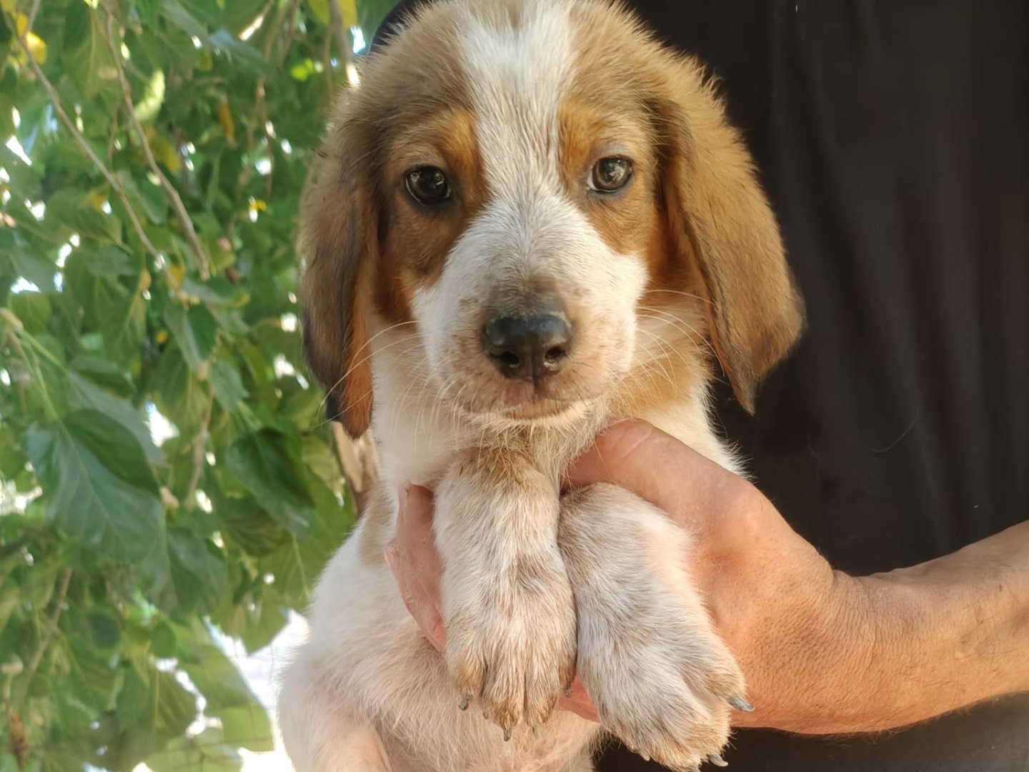 Adotta un cane, taglia media, maschio, Crotone