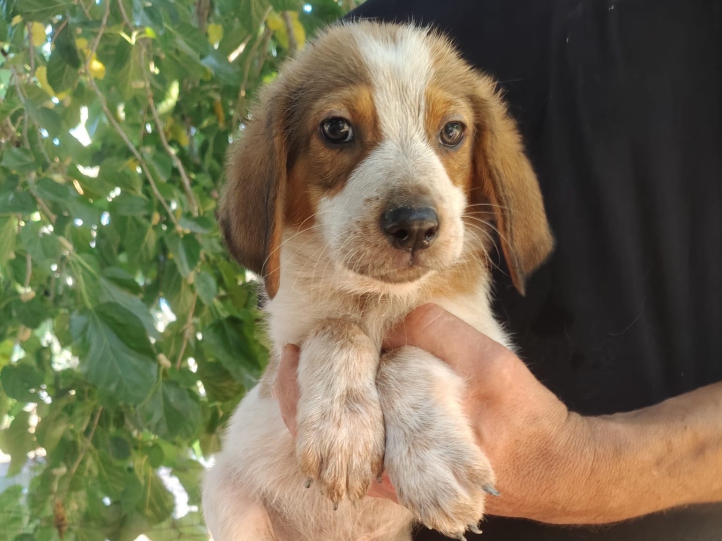 Vuoi adottare un cane a Crotone?