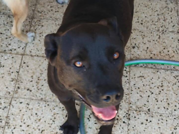 Adozione cane, maschio, Razza sconosciuta Razza sconosciuta, 2 anni, taglia media, Milano