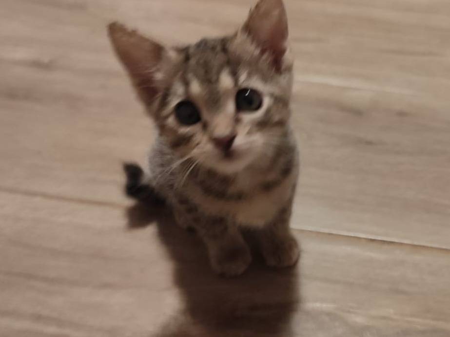 Vuoi adottare un gatto a Forl?