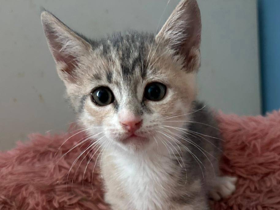 Adozione gatto, femmina, Razza sconosciuta Razza sconosciuta, 2 mesi, taglia non valida, Bologna