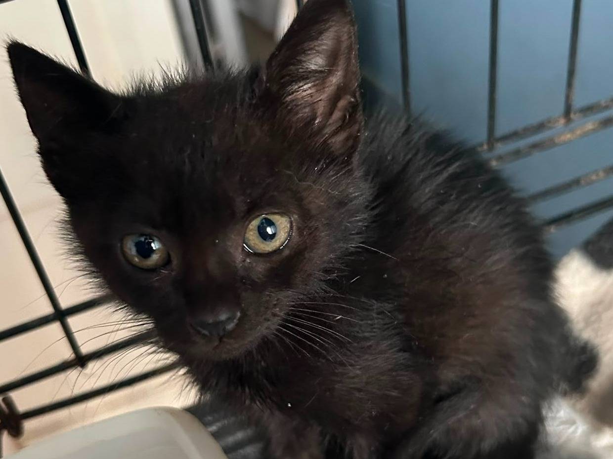 Adotta un gatto, femmina, 2 mesi, Bologna