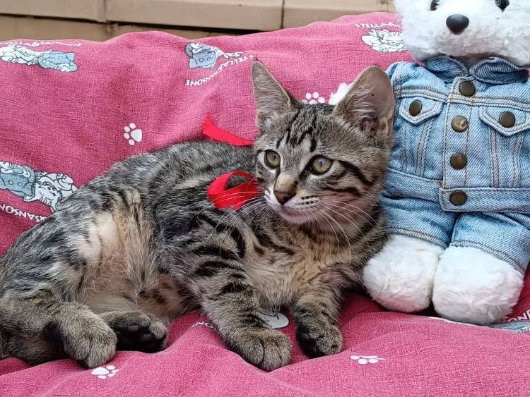 Adozione gatto, femmina, Razza sconosciuta Razza sconosciuta, 3 mesi, taglia non valida, Bologna