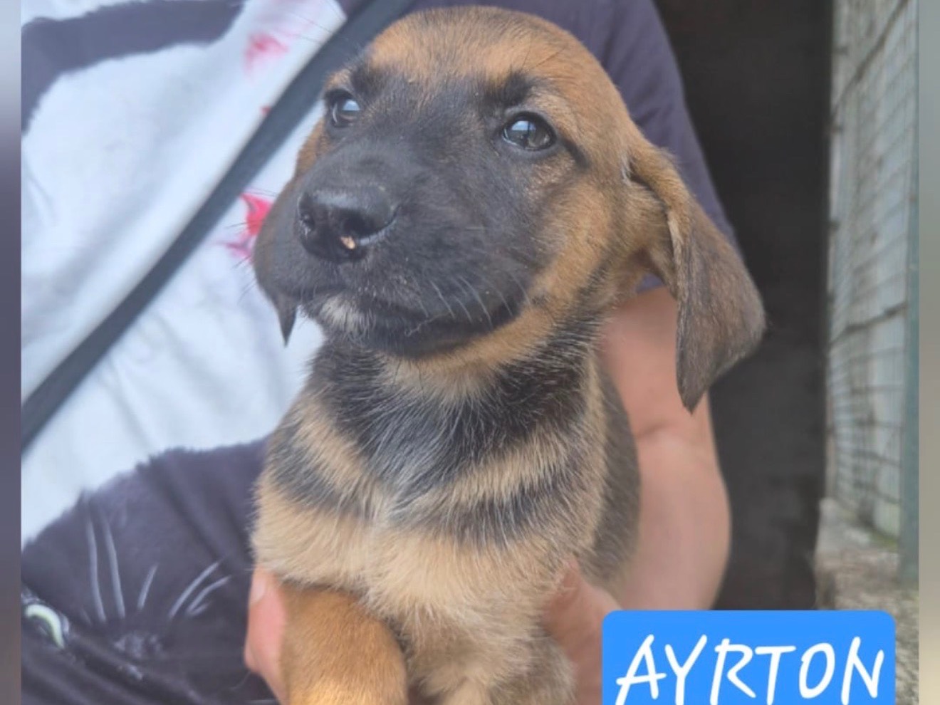 Adozione cane, maschio, Razza sconosciuta Razza sconosciuta, 3 mesi, taglia media, Catanzaro