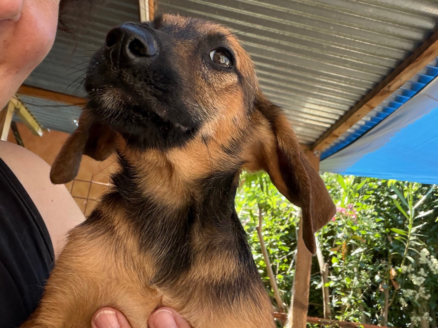 Adotta un cane, maschio, 3 mesi, Catanzaro