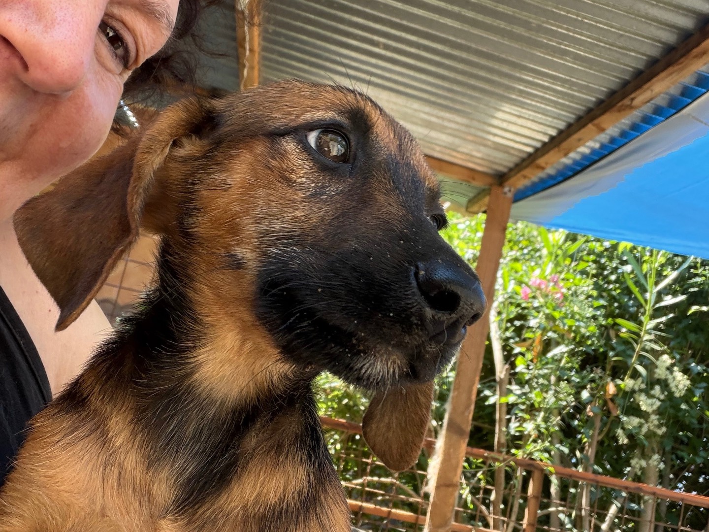 Adotta un cane, taglia media, maschio, Catanzaro