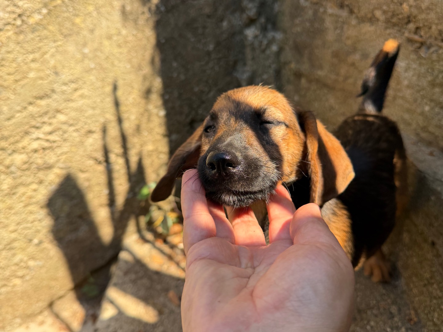 Vuoi adottare un cane a Catanzaro?