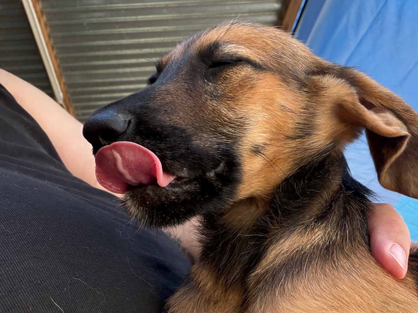 Adotta il cane Ayrton a Catanzaro