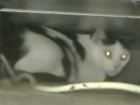 Adozione gatto, femmina, Razza sconosciuta Razza sconosciuta, 4 anni, taglia non valida, Viterbo