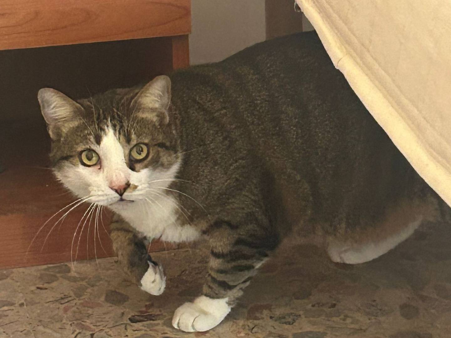 Adozione gatto, femmina, Razza sconosciuta Razza sconosciuta, 6 anni, taglia non valida, Viterbo