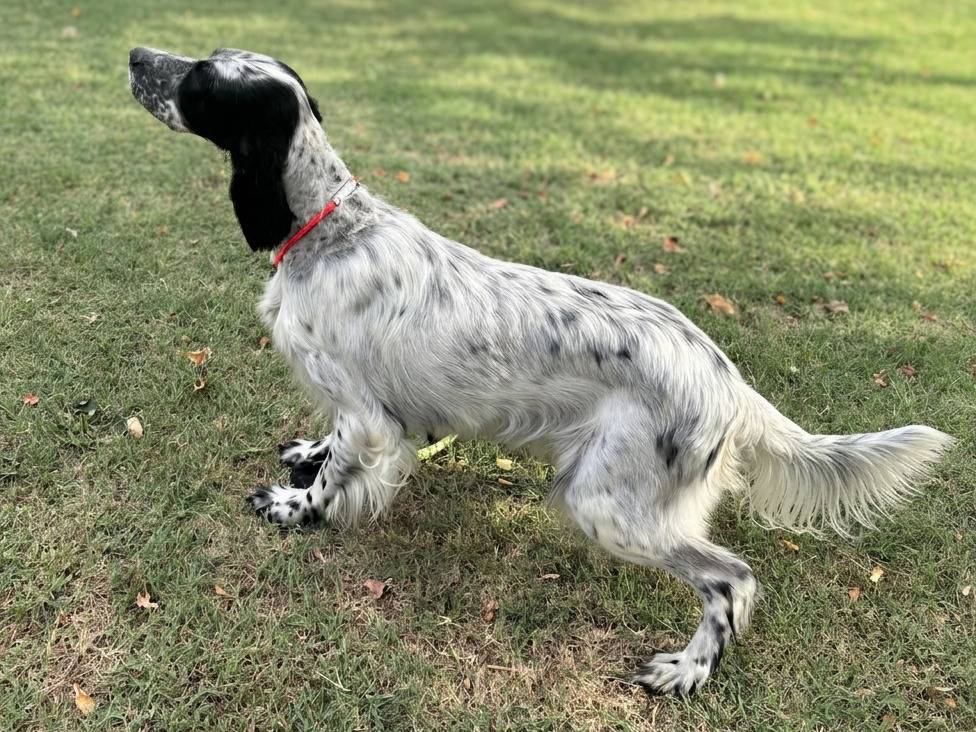 Adotta un cane, femmina, 8 anni e 11 mesi, Forl