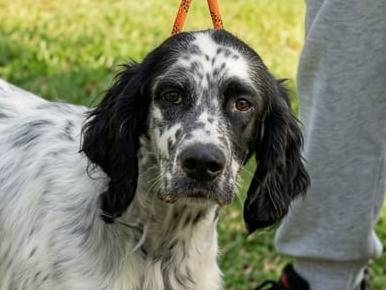 Adotta un cane, taglia media, femmina, Forl