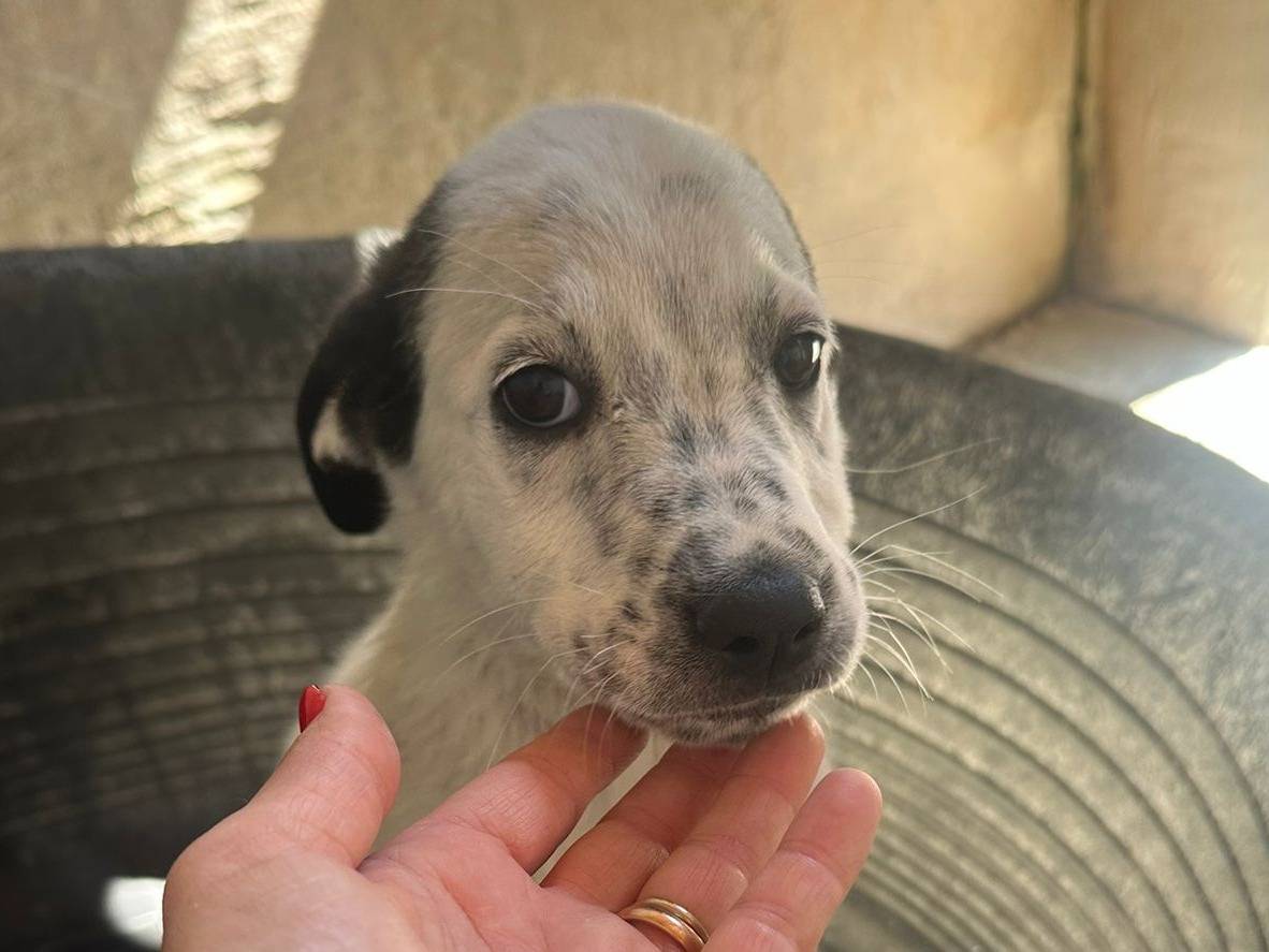Adozione cane, femmina, Razza sconosciuta Razza sconosciuta, 3 mesi, taglia media, Avellino