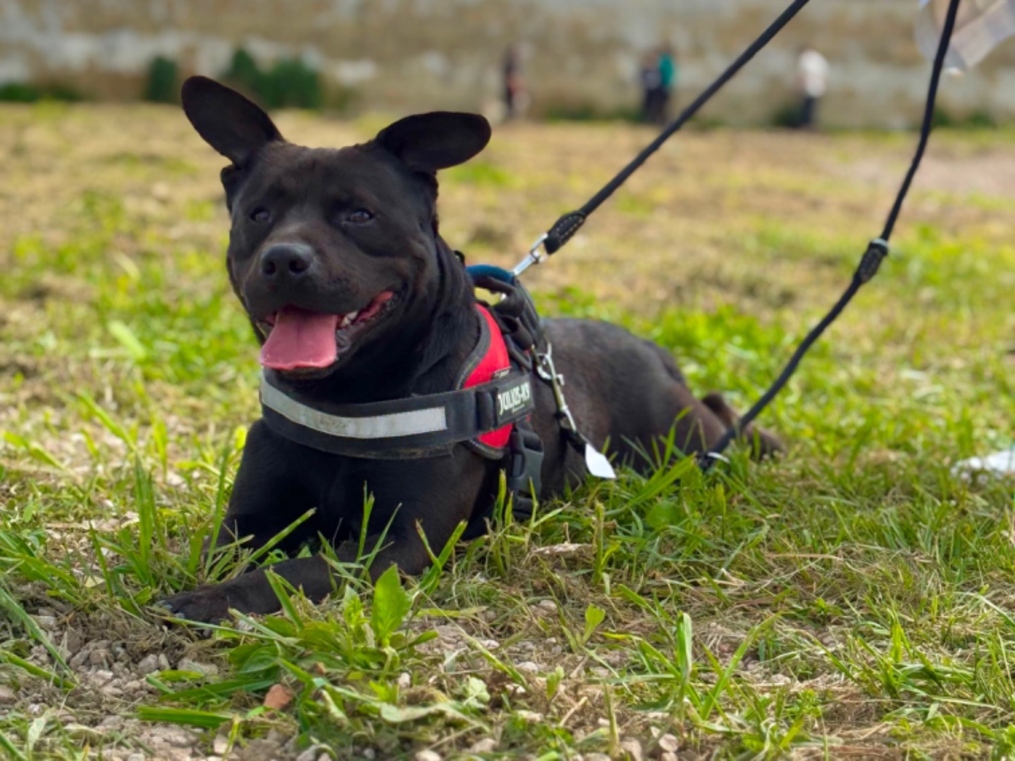 Adotta il cane CIRO a Napoli