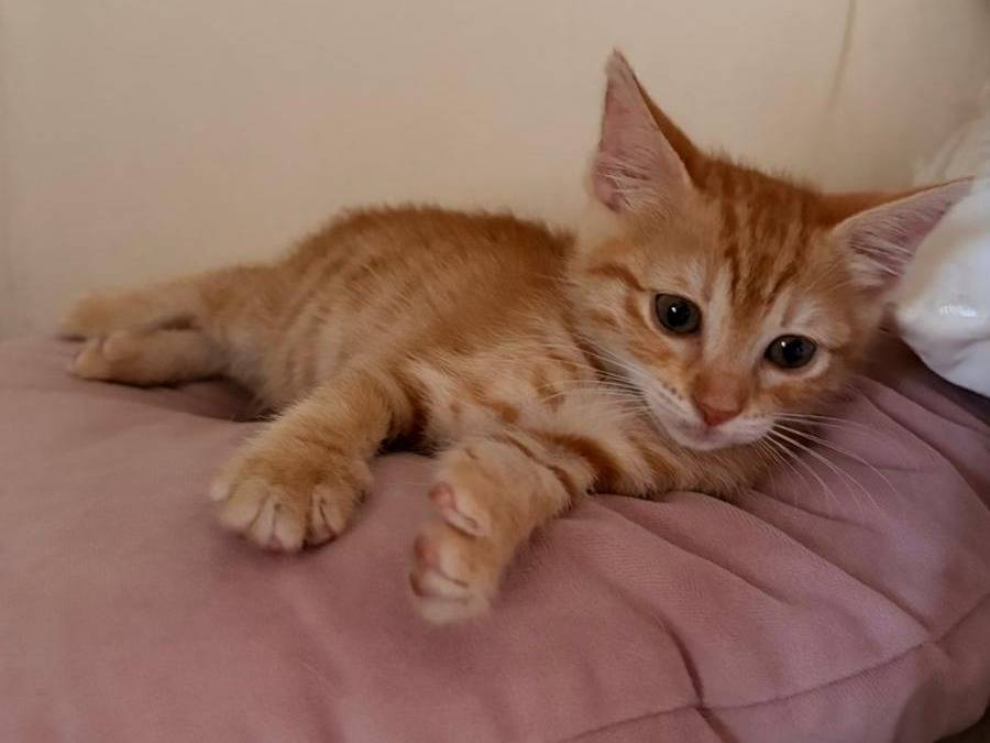 Adozione gatto, femmina, Razza sconosciuta Razza sconosciuta, 2 mesi, taglia non valida, Napoli
