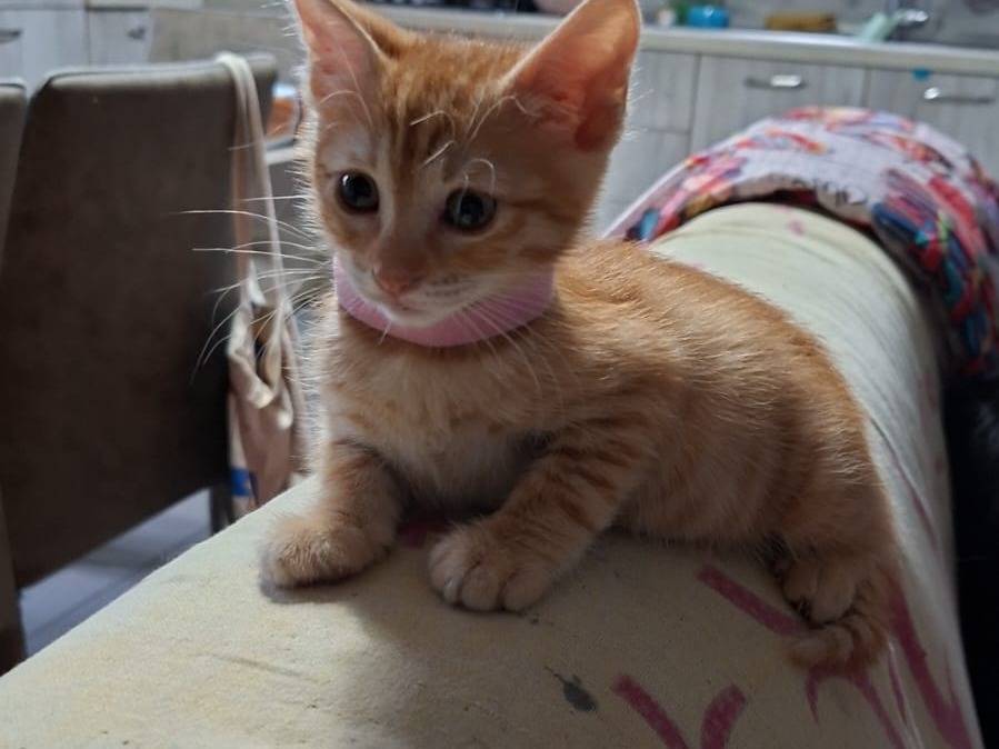 Adotta un gatto, femmina, 2 mesi, Napoli
