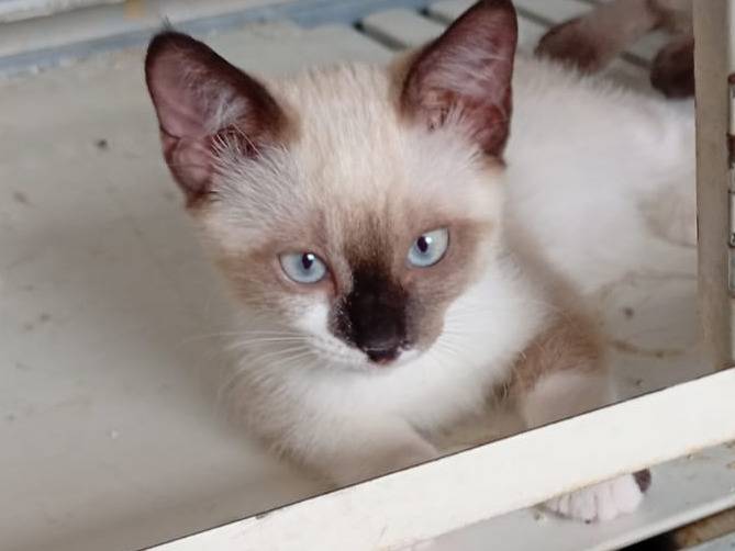 Adozione gatto, femmina, Razza sconosciuta Siamese, 2 mesi, taglia non valida, Trapani