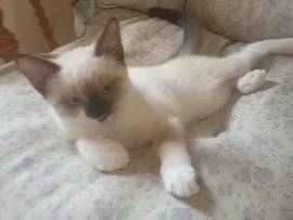 Adotta un gatto, femmina, 2 mesi, Trapani