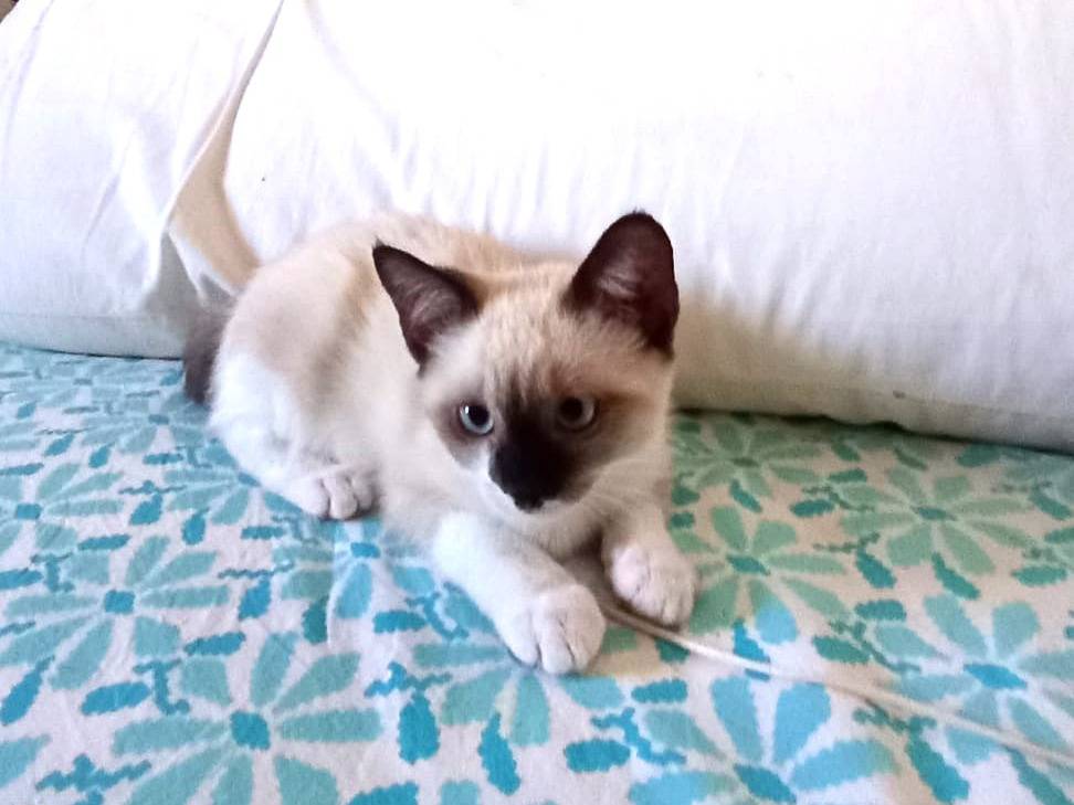 Adotta un gatto, taglia non valida, femmina, Trapani