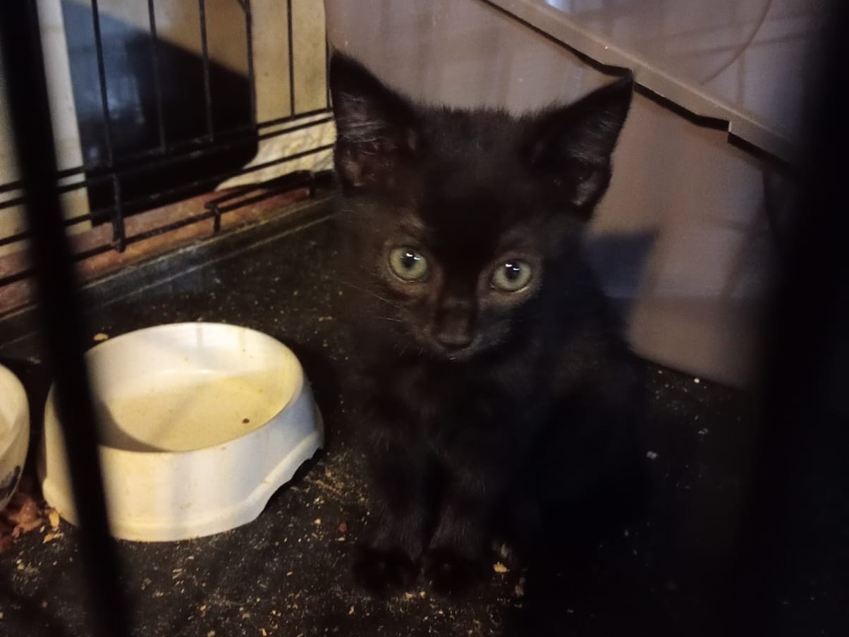 Adozione gatto, maschio, Razza sconosciuta Razza sconosciuta, 1 mese, taglia non valida, Torino