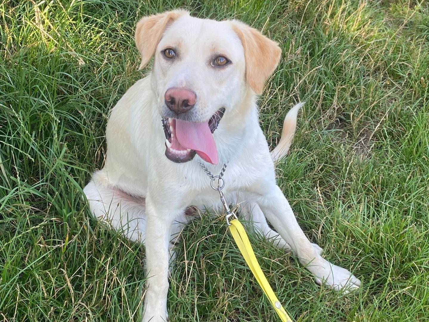 Adozione cane, femmina, Razza sconosciuta Razza sconosciuta, 10 mesi, taglia media, Milano