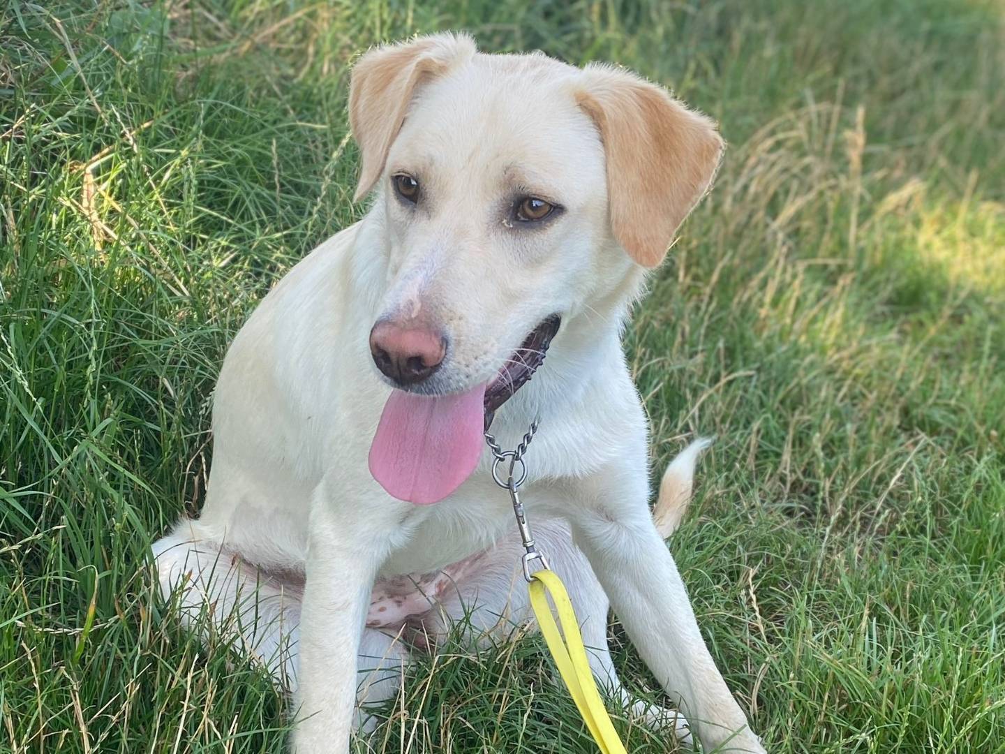 Adotta un cane, femmina, 10 mesi, Milano