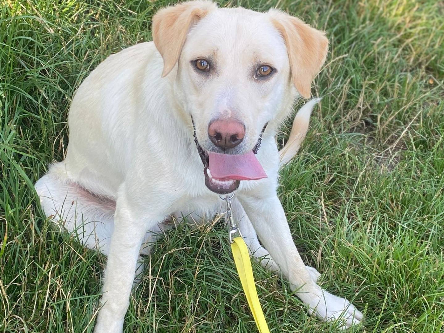 Adotta un cane, taglia media, femmina, Milano