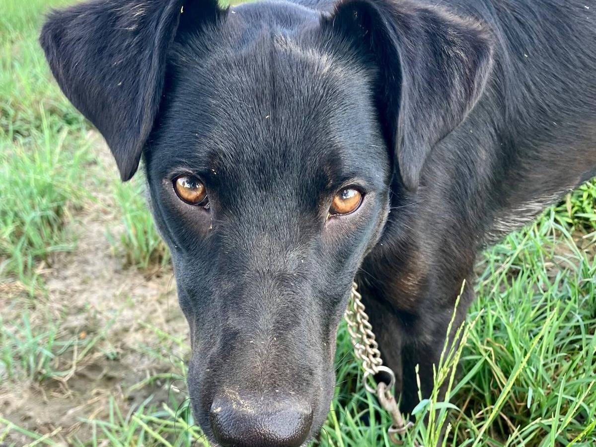 Adotta un cane, femmina, 10 mesi, Milano