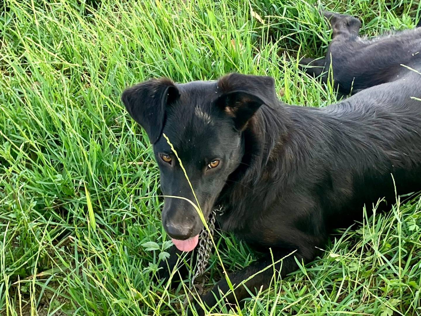 Adozione cane, femmina, Razza sconosciuta Razza sconosciuta, 10 mesi, taglia media, Milano