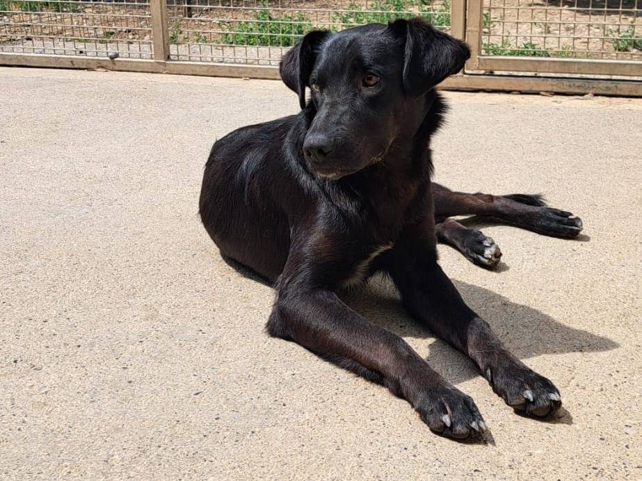 Vuoi adottare un cane a Milano?