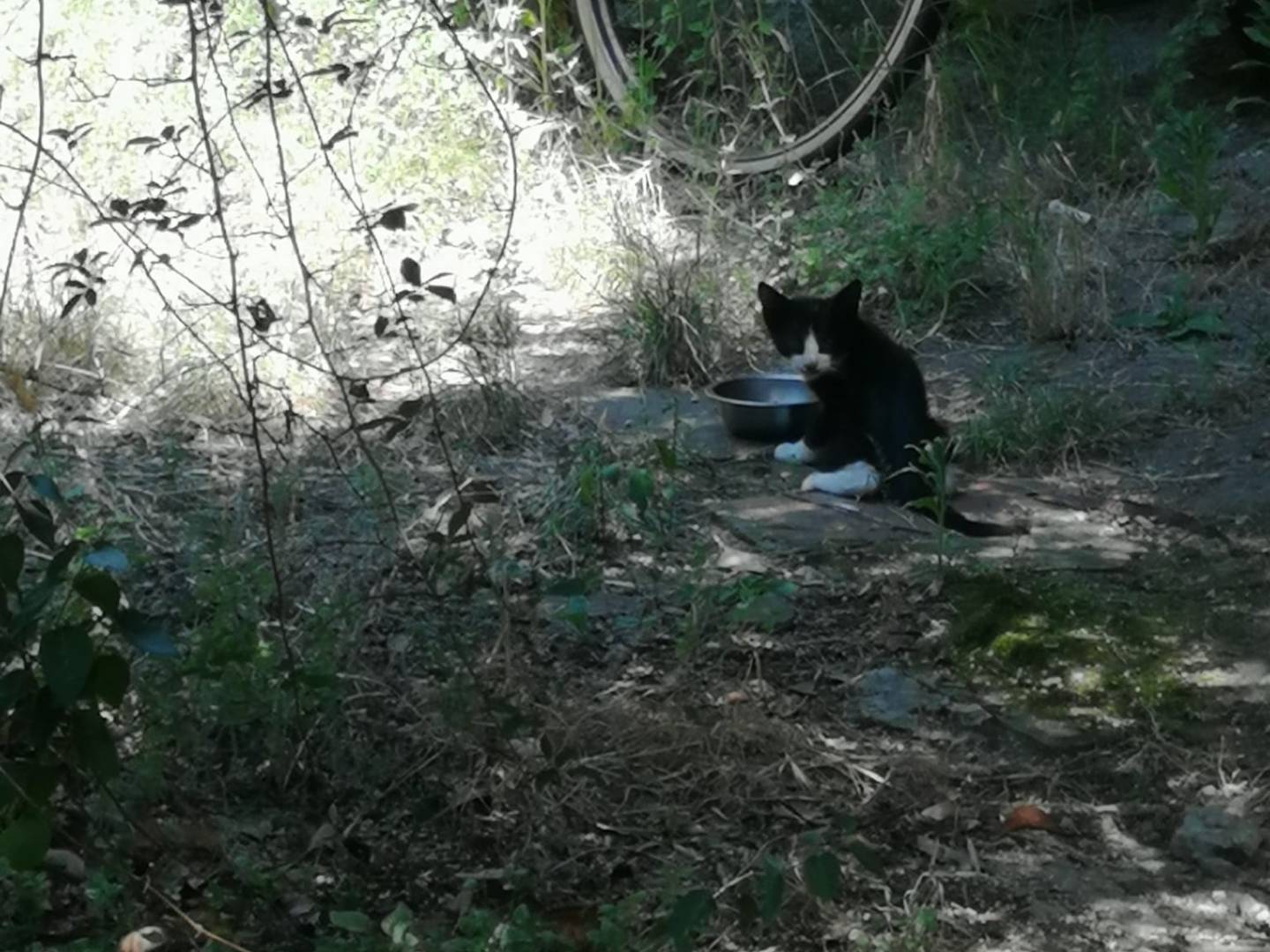 Adozione gatto, femmina, Razza sconosciuta Razza sconosciuta, 2 mesi, taglia non valida, Firenze