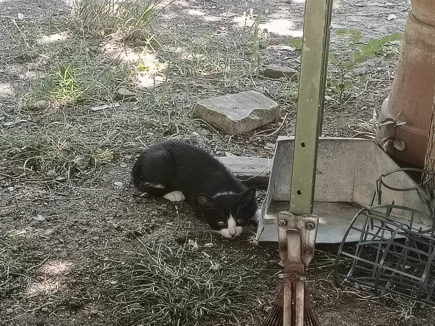 Adotta un gatto, femmina, 2 mesi, Firenze