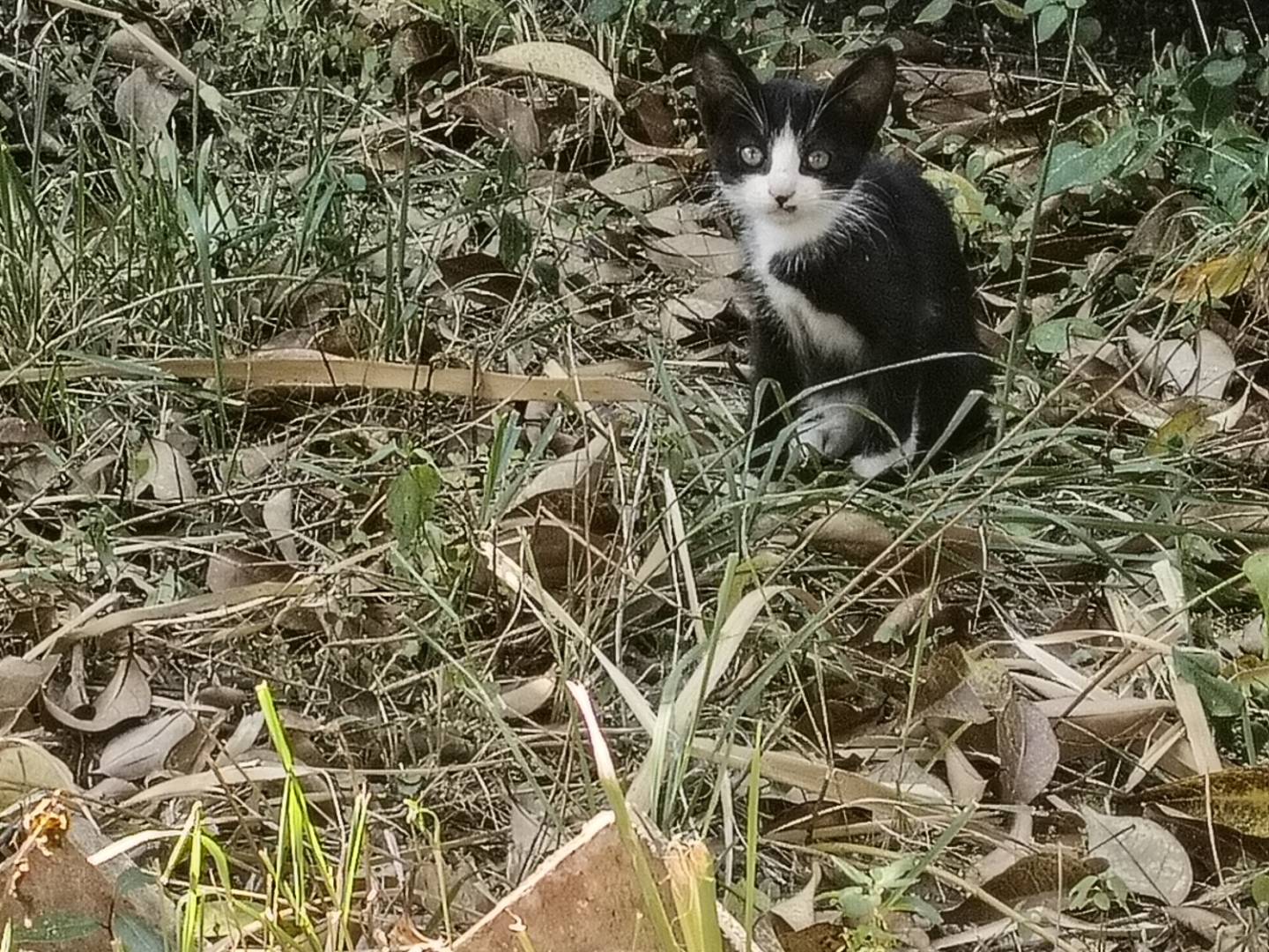 Adotta un gatto, taglia non valida, femmina, Firenze