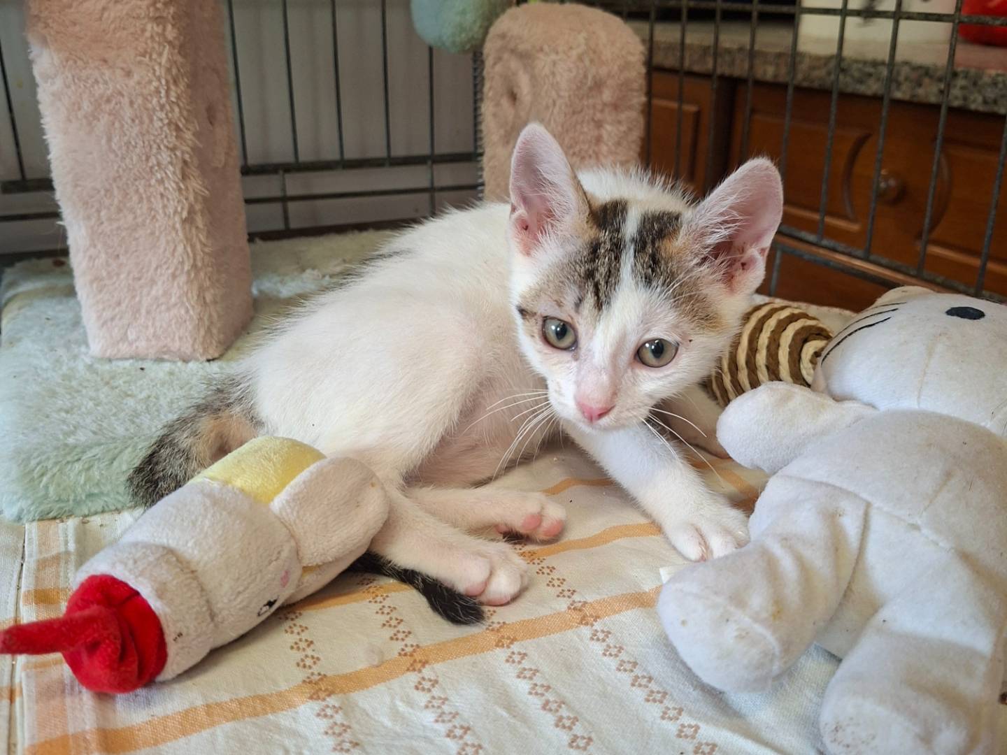 Adozione gatto, femmina, Razza sconosciuta Razza sconosciuta, 1 mese, taglia non valida, Asti