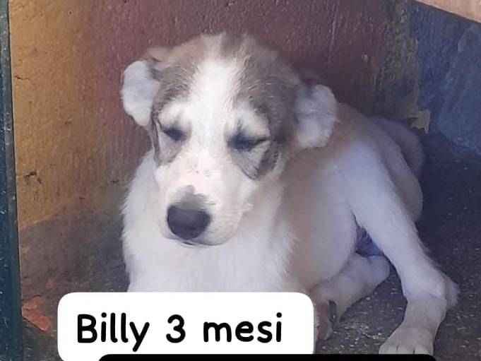 Adozione cane, maschio, Razza sconosciuta Razza sconosciuta, 3 mesi, taglia media, Lucca
