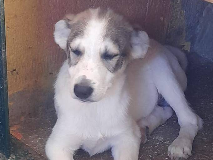 Adotta un cane, maschio, 3 mesi, Lucca
