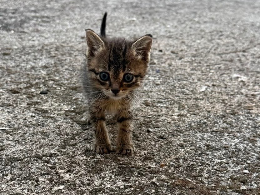 Adotta un gatto, taglia non valida, femmina, Frosinone