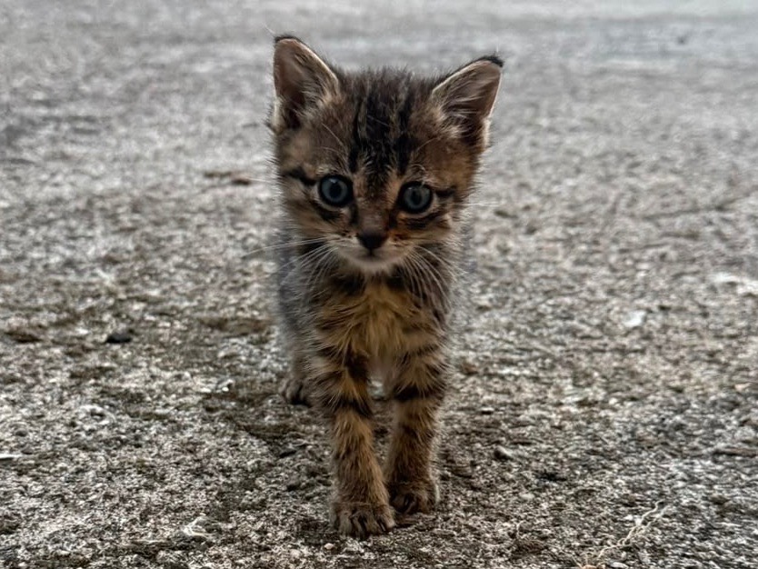 Adozione gatto, femmina, Razza sconosciuta Razza sconosciuta, 4 mesi, taglia non valida, Frosinone