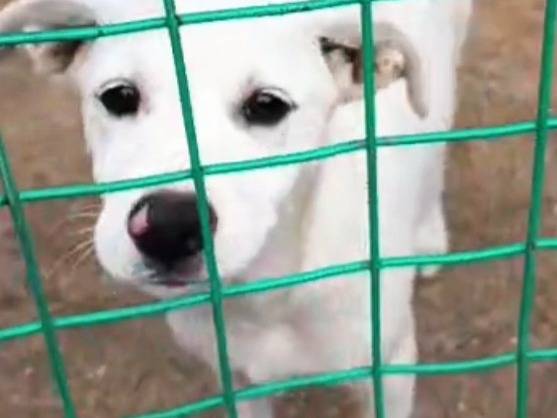 Adozione cane, femmina, Razza sconosciuta Razza sconosciuta, 3 mesi, taglia media, Vibo