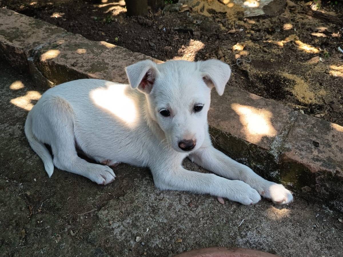 Adotta un cane, femmina, 3 mesi, Vibo