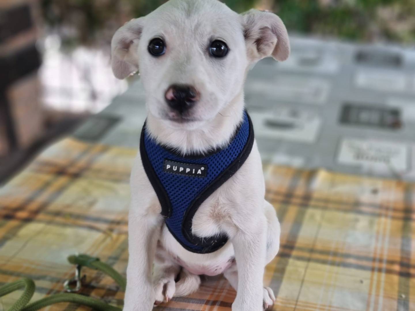 Adotta un cane, taglia media, femmina, Vibo