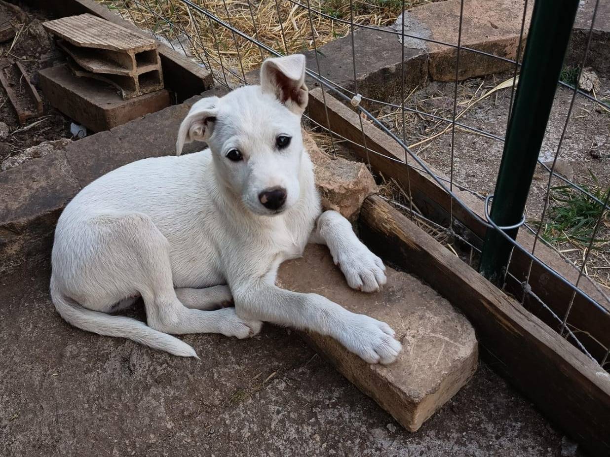 Vuoi adottare un cane a Vibo?